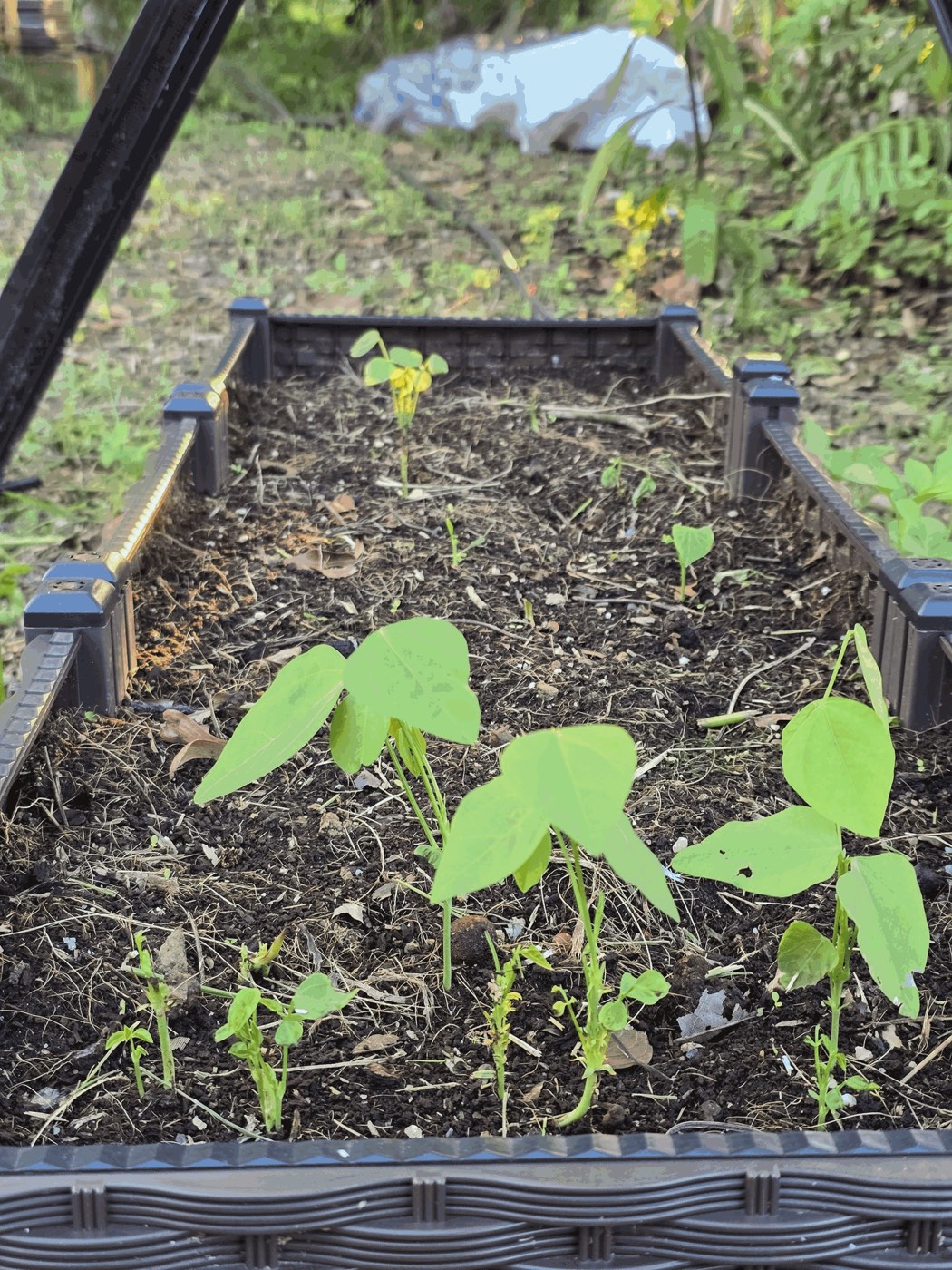 Young winged bean seedlings in a raised bed, each with three broad triangular leaflets
